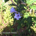 thorn-apple (Datura stramonium) Kenneth Noble